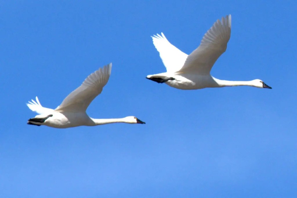 Tundra Swans In Flight