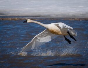 Tundra Swan
