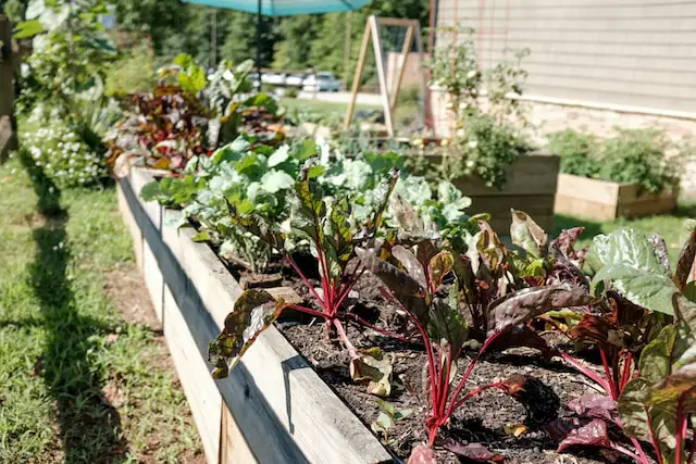 starting a vegetable garden in Michigan
