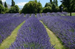 Lavender Farm Row