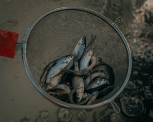 Fishing Bait