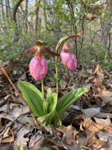 Lady Slipper