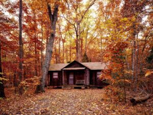 Cabin Black Mold