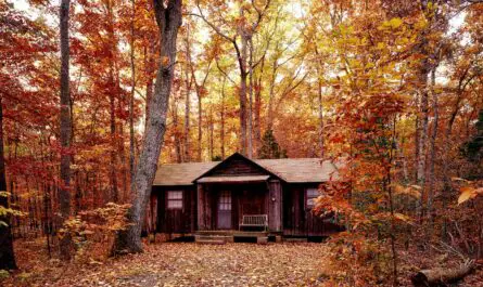 Cabin Black Mold