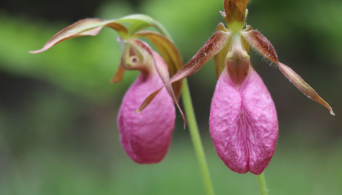 Lady's Slipper Festival