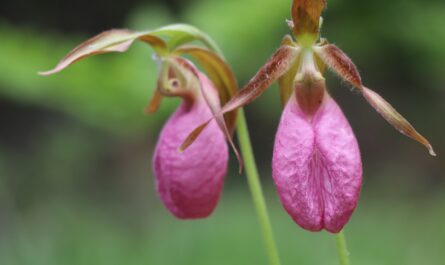 Lady's Slipper Festival