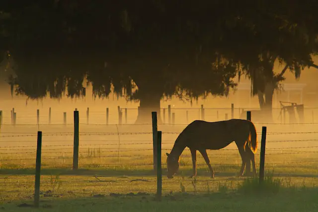 Kentucky Horse Farm Near Louisville