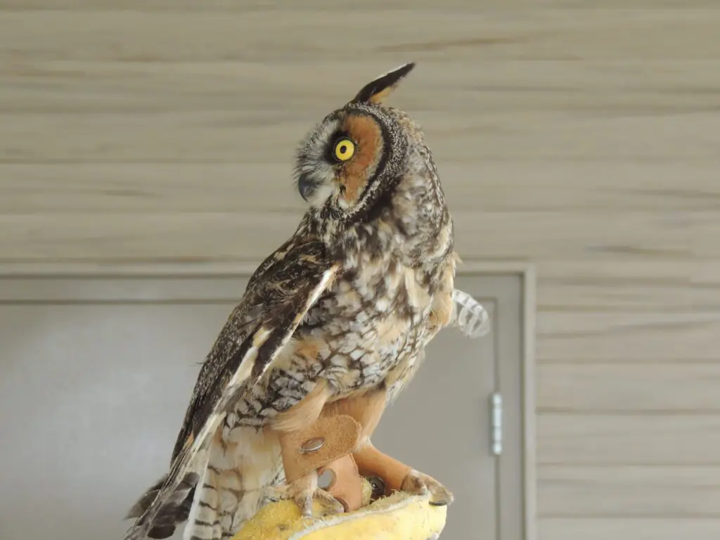 Long Eared Owl 