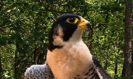 Zorro Peregrine Falcon,