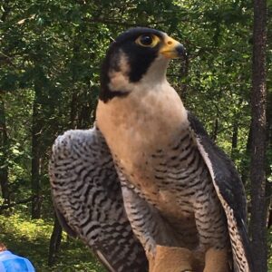 Birds of prey
