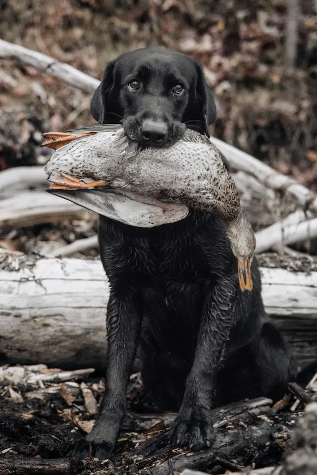 Lab and Duck - Sustainable Hunting