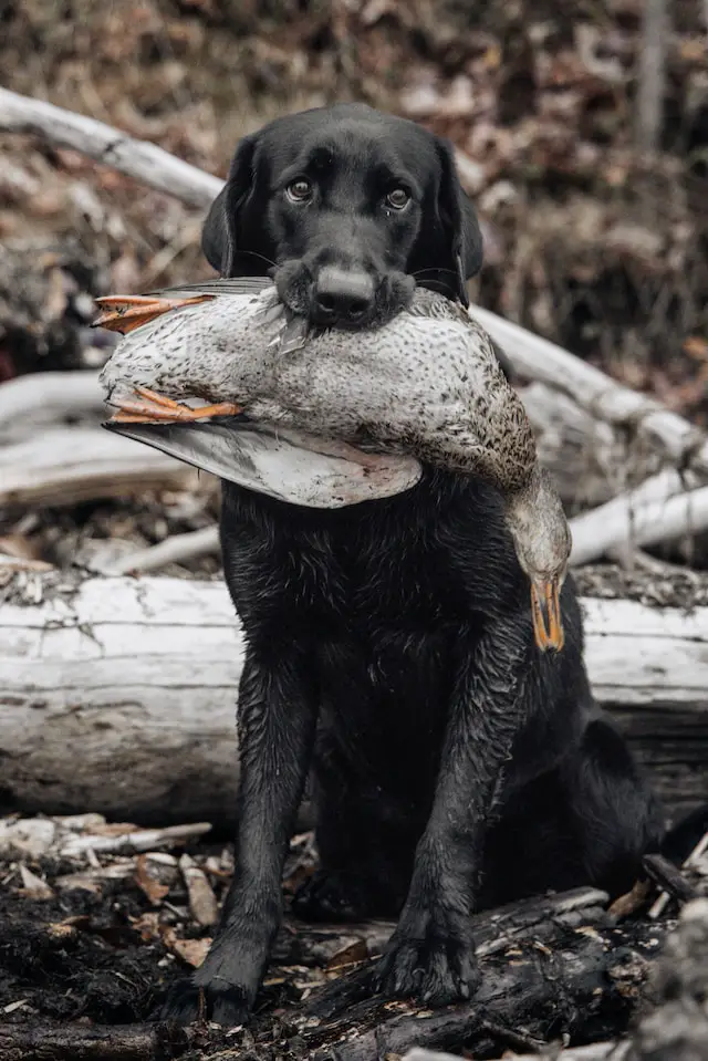 Dog With Duck