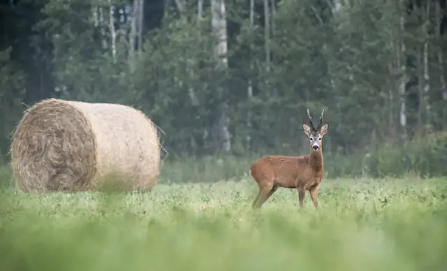 Hay bale with deer