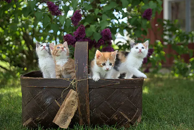 4 cute kittens
