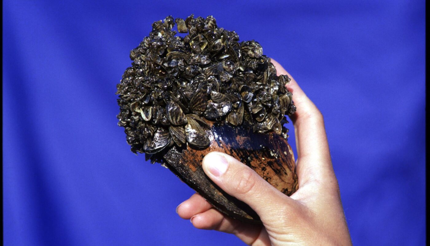 Zebra Mussels