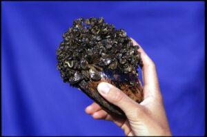 Zebra Mussels
