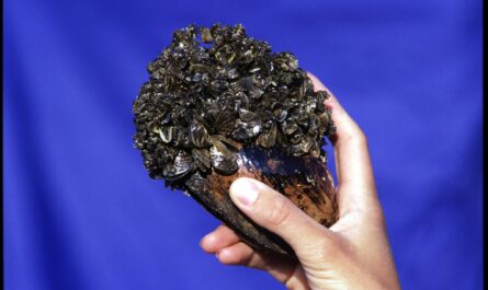 Zebra Mussels