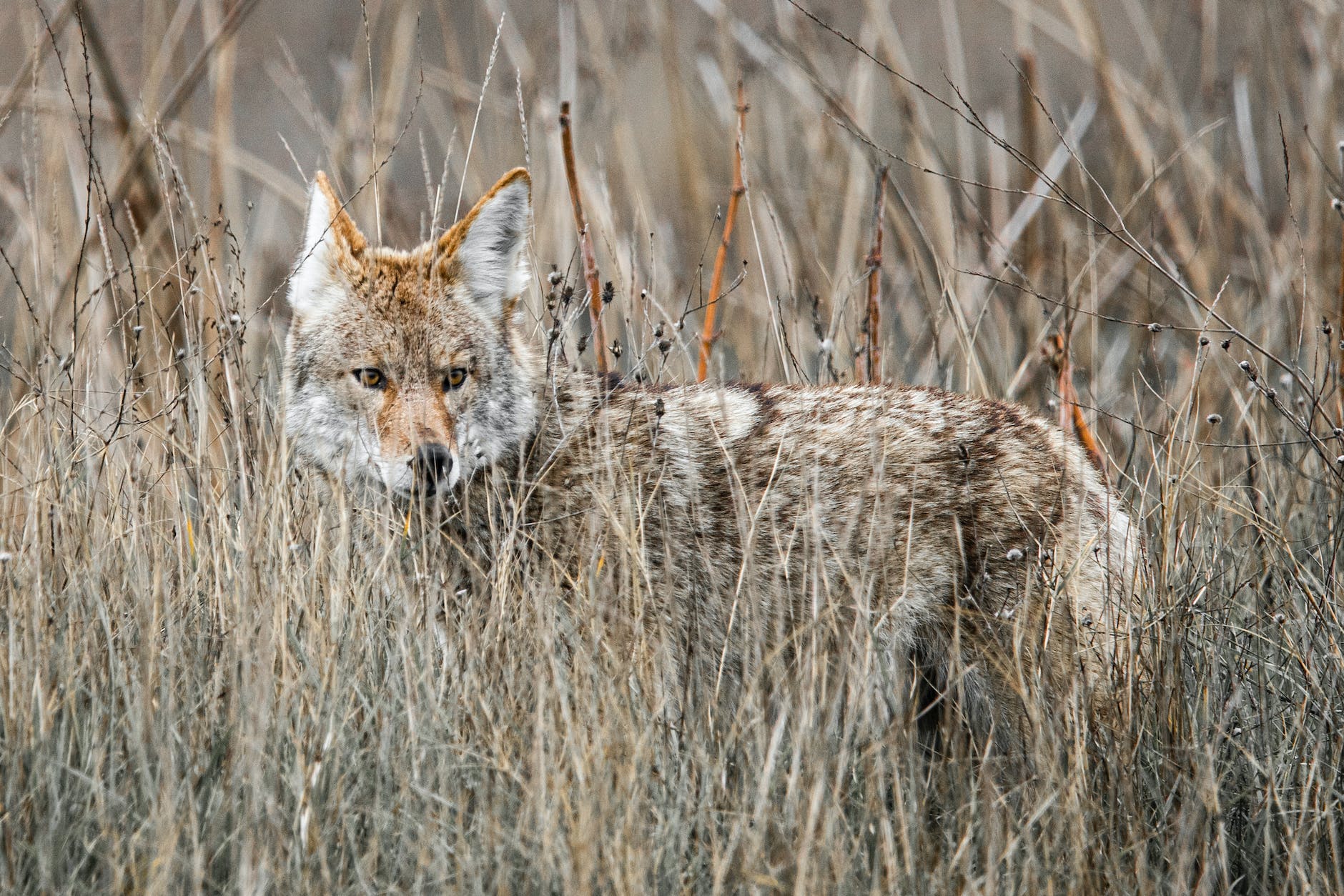 coyote hiding in high dry grass
