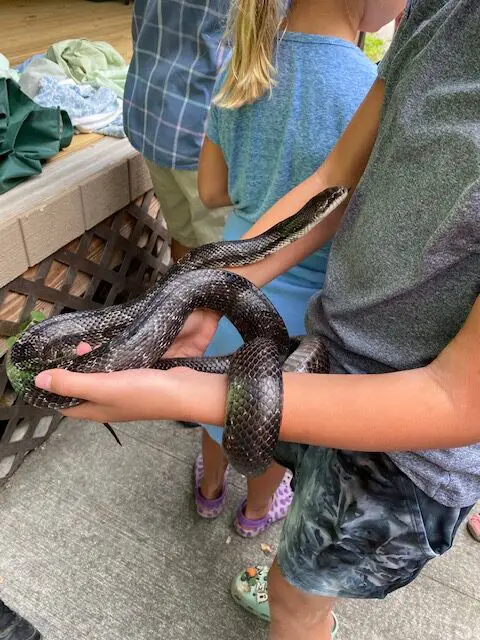 Michigan Snakes