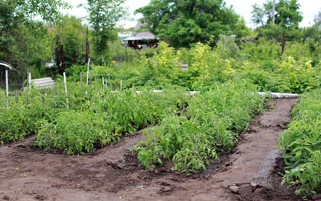 tomato plant spacing