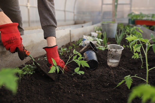 Tomato Planting - Tomato Plant Spacing in Michigan