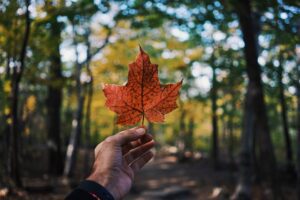 Michigan to Canada Road Trip