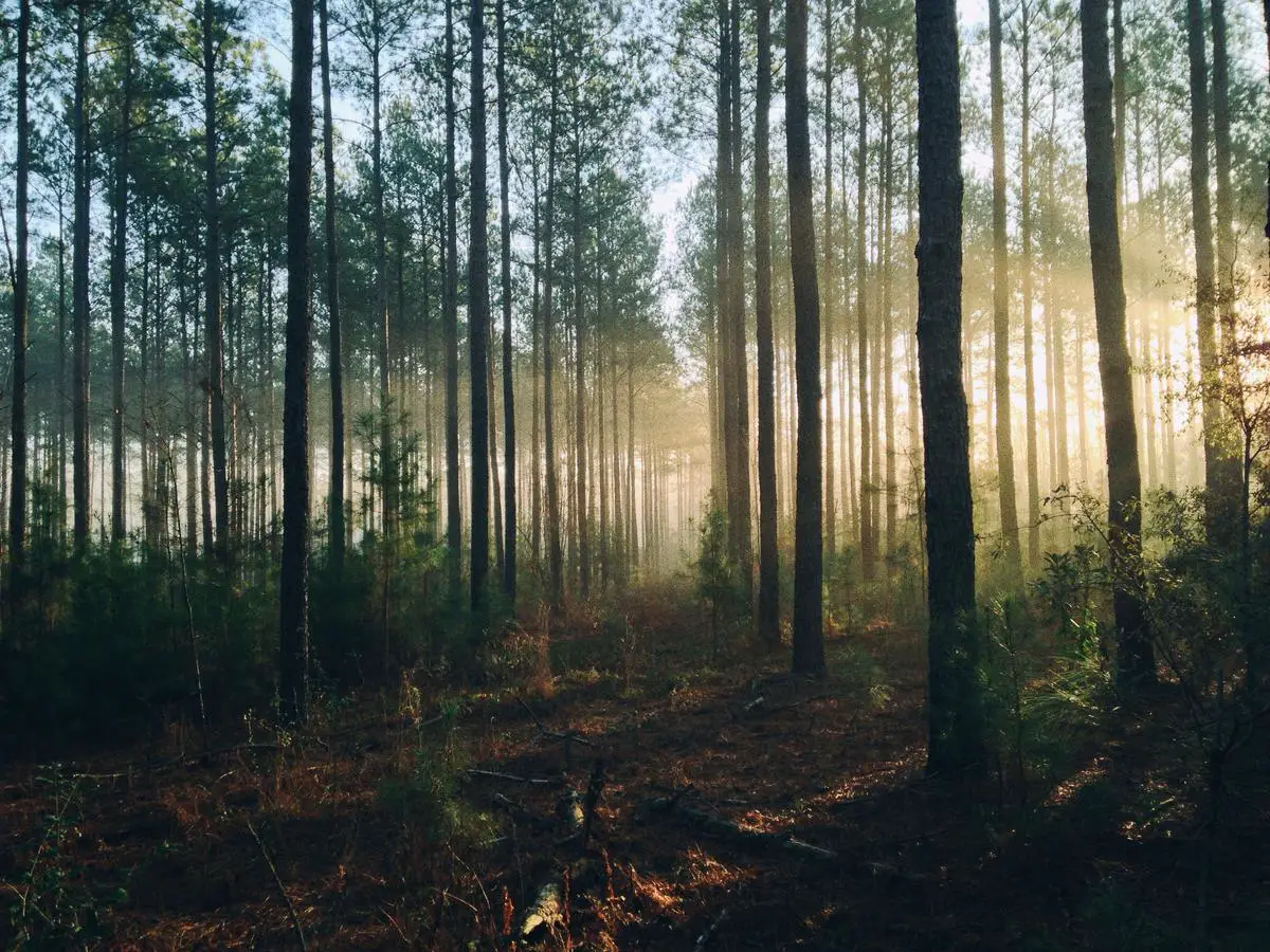 Image of Hiawatha National Forest showcasing its diverse landscapes and scenic beauty