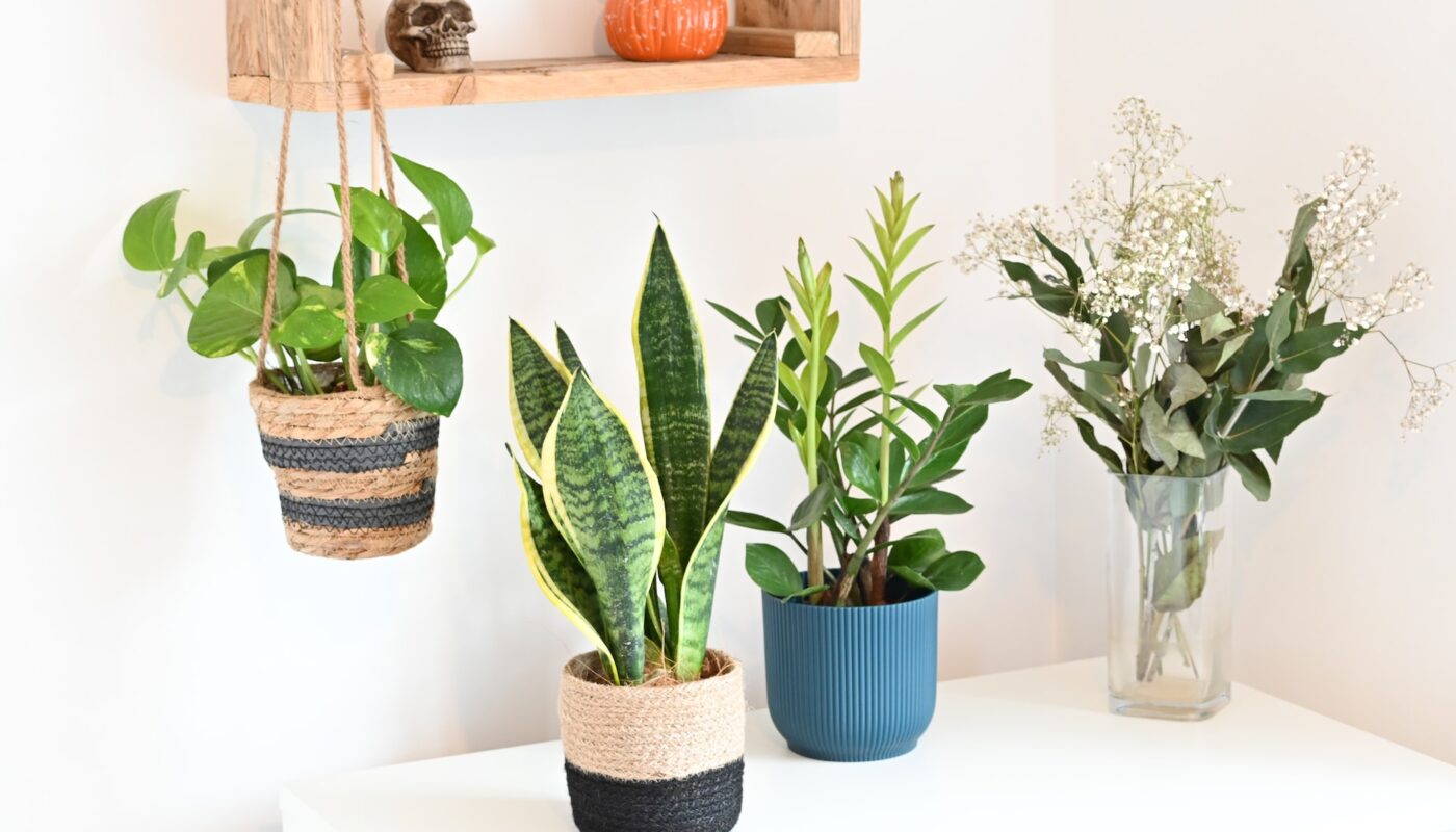 A thriving indoor plant in a Michigan home