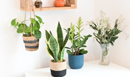 A thriving indoor plant in a Michigan home