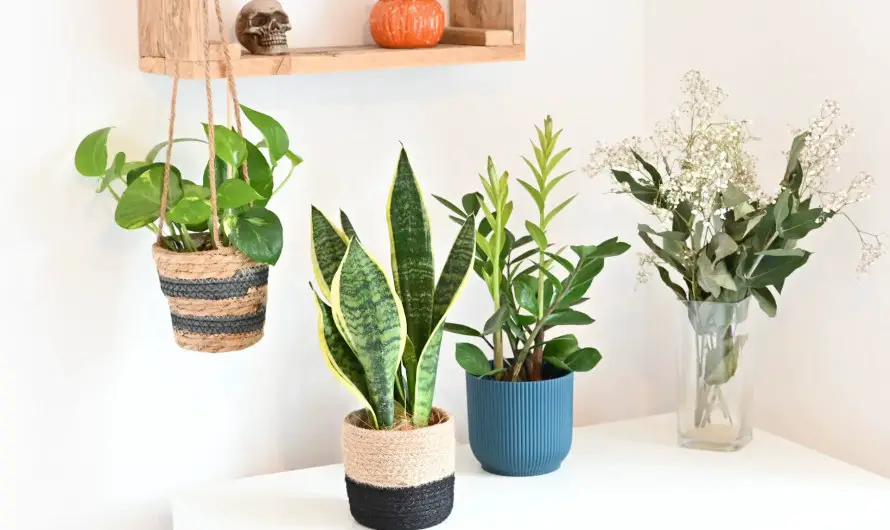 Indoor Plants in Michigan – Your Ultimate Guide to Thriving Greenery