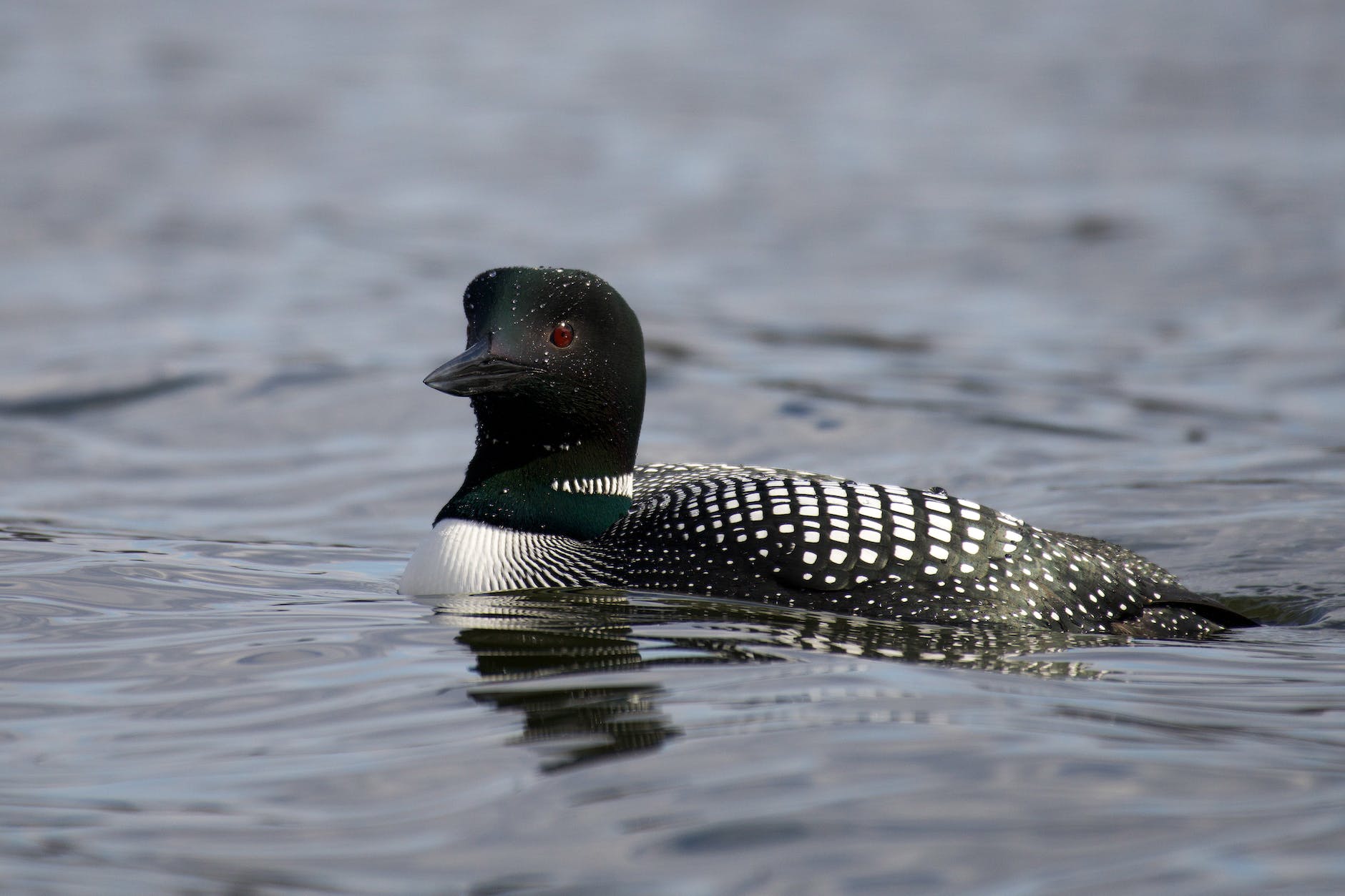 close up of common loon