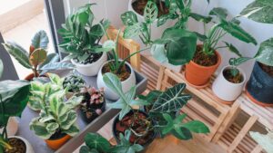 green leaf plant with pots