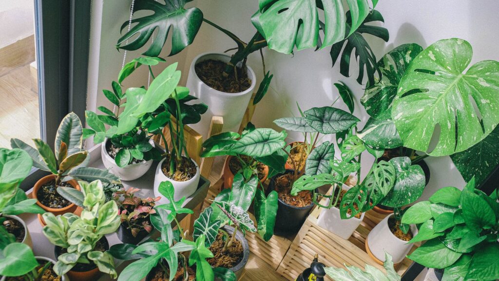 Indoor Plants In Michigan - Your Ultimate Guide To Thriving Greenery