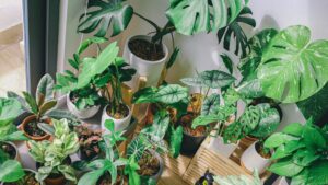 green leaf plant lot
