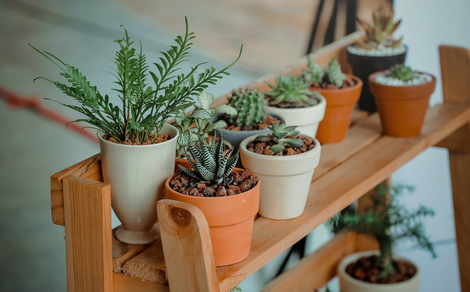 Indoor Plants In Michigan - Your Ultimate Guide To Thriving Greenery