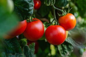 A thriving tomato garden in Michigan showcasing optimal plant spacing