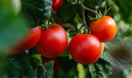 A thriving tomato garden in Michigan showcasing optimal plant spacing