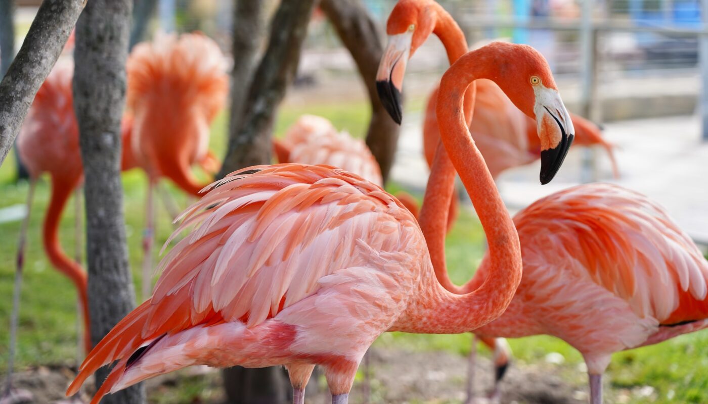 Flamingos in Lake Michigan