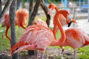 Flamingos in Lake Michigan