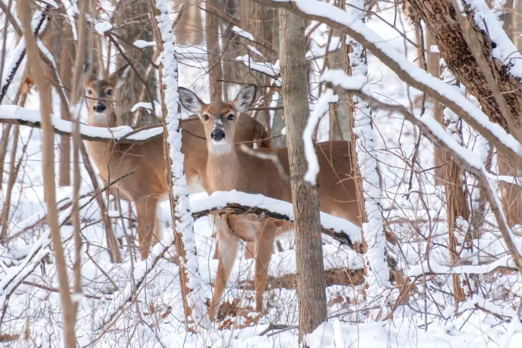 Deer in the winter