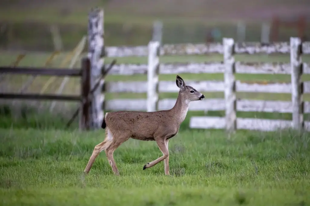 Deer On Farm