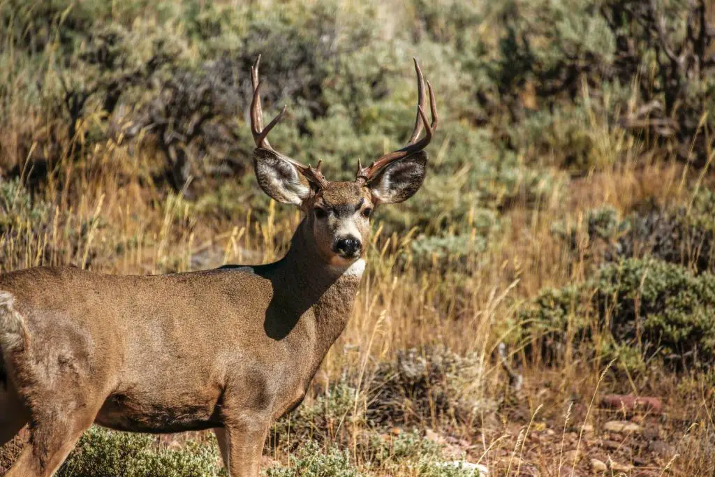 A Male Deer is Called A Buck