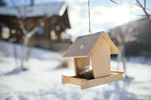 Homemade winter bird feeder