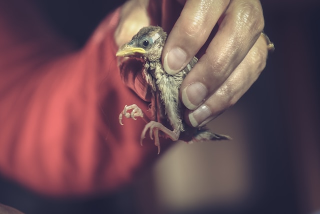 A sick bird can infect others on your winter bird feeders