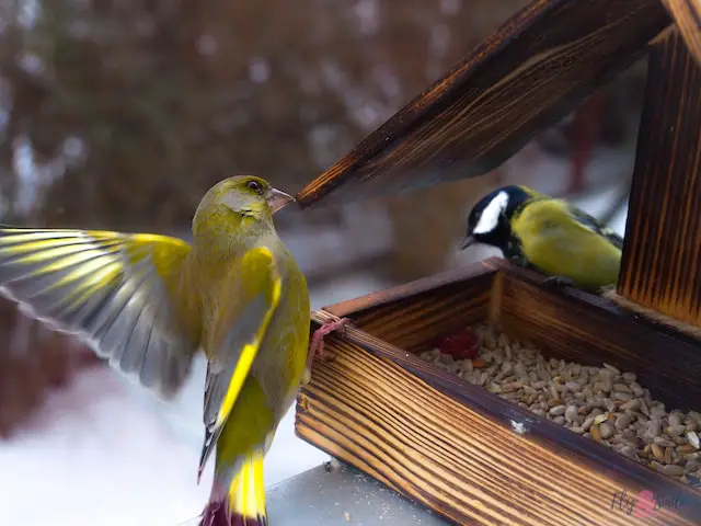 Many types of birds can visit your winter bird feeders