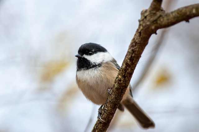 Black-capped Chickadee