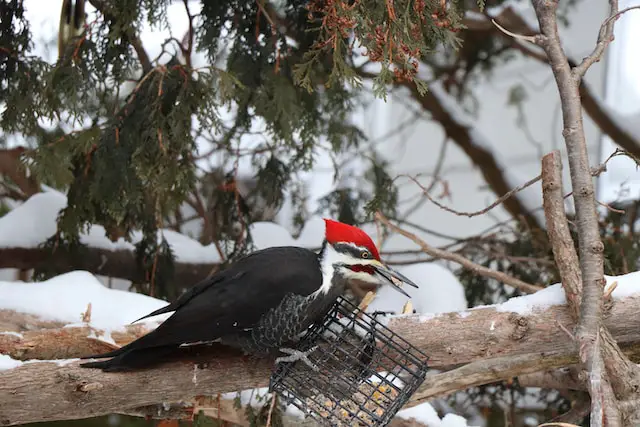 Pileated woodpecker on a Suet Feeder