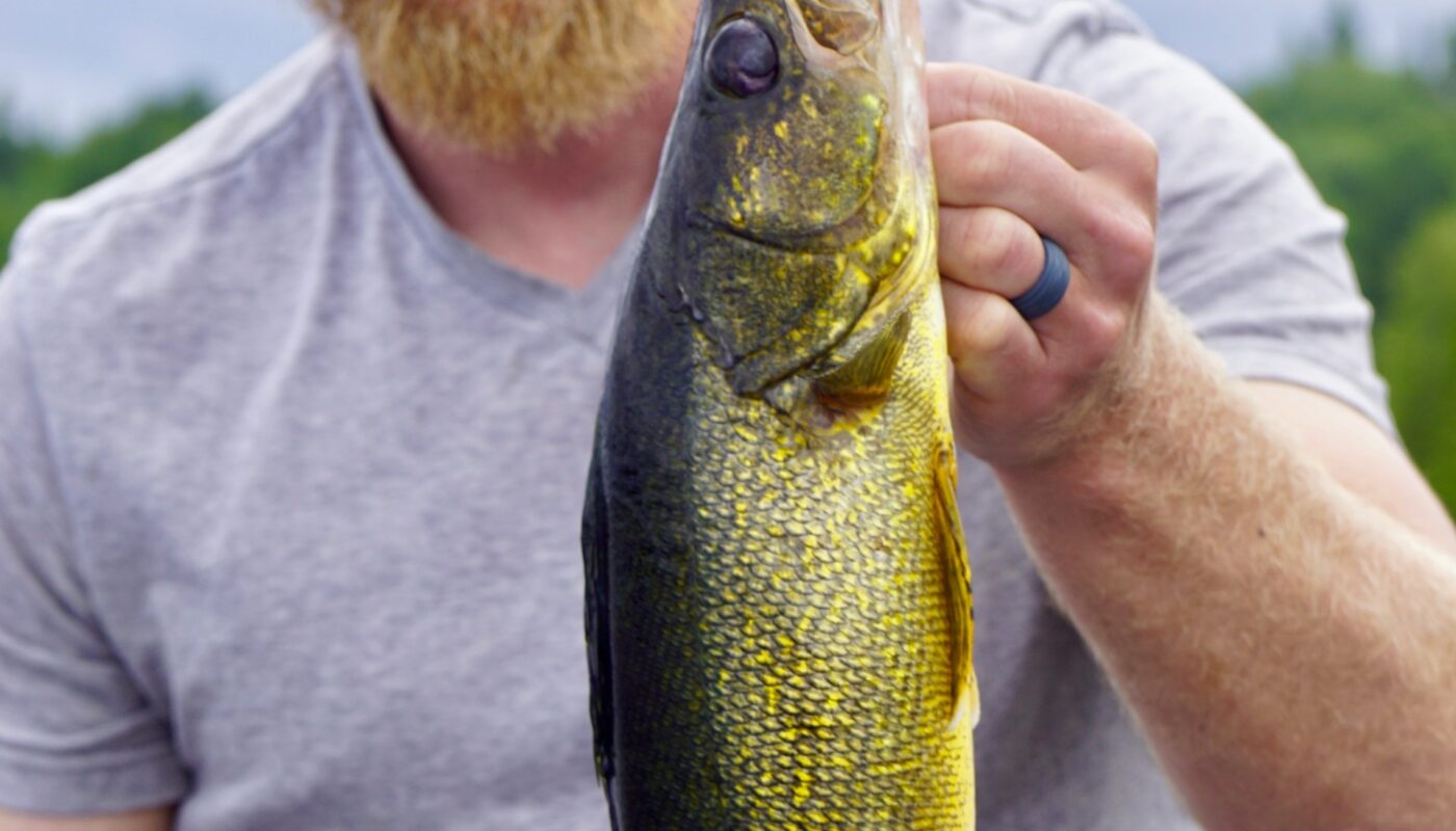 Walleye