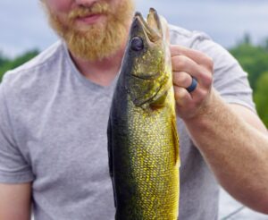 Walleye
