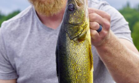 Walleye